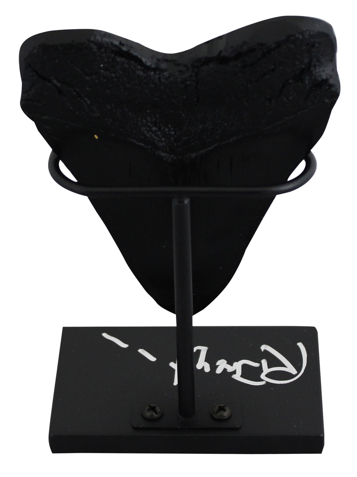 Richard Dreyfuss Jaws Authentic Signed Replica Megalodon Tooth Display BAS