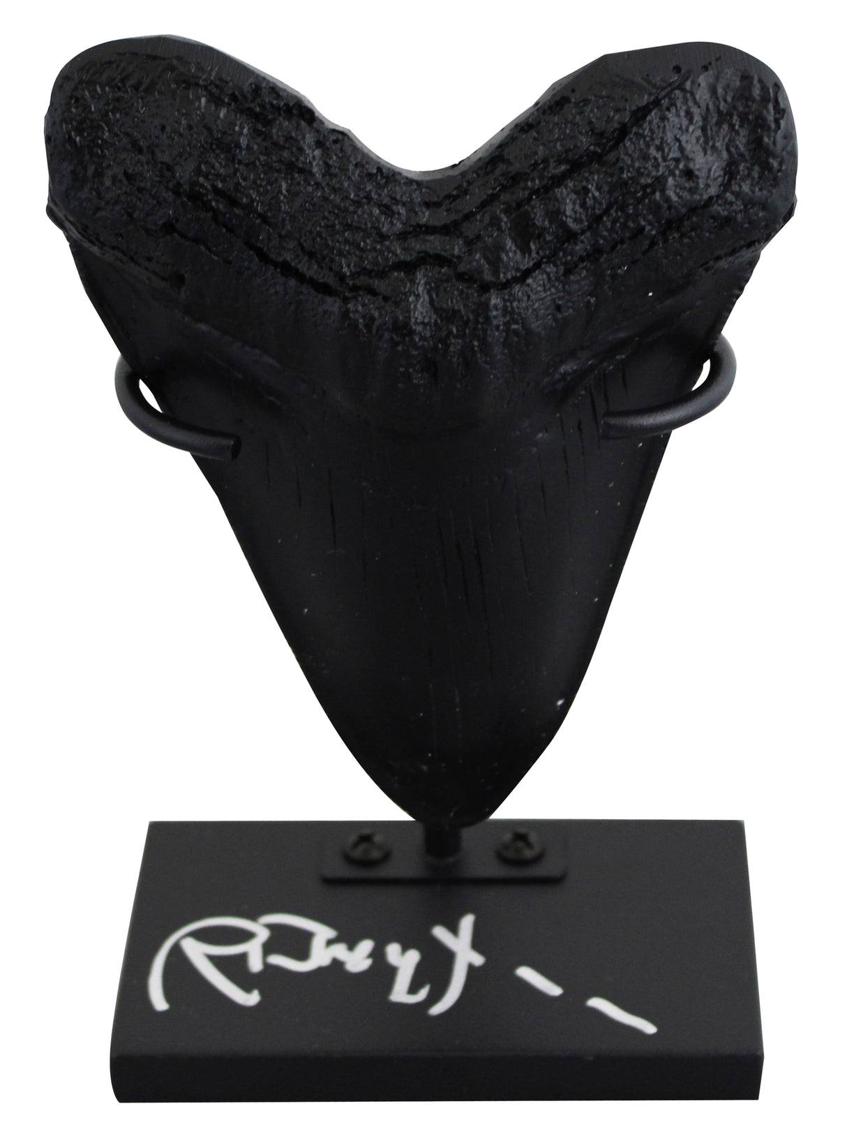 Richard Dreyfuss Jaws Authentic Signed Replica Megalodon Tooth Display BAS
